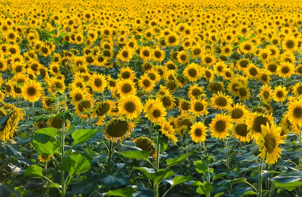 cosecha-de-girasol